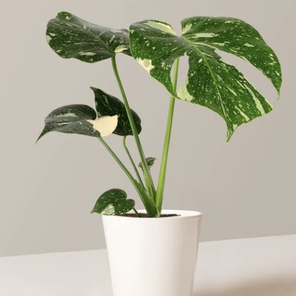 Монстера Тайское созвездие